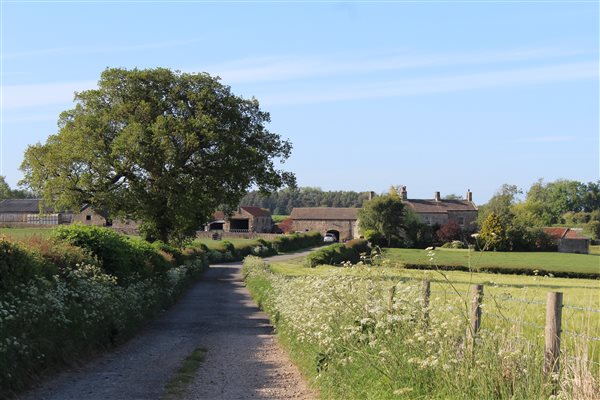 Mallard Grange Lane edged with Cow Parsley